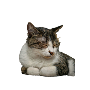 A Tabby Cat Peacefully Napping Indoors, Showcasing Tranquility And Comfort. 12959 - Cat PNG image with transparent background